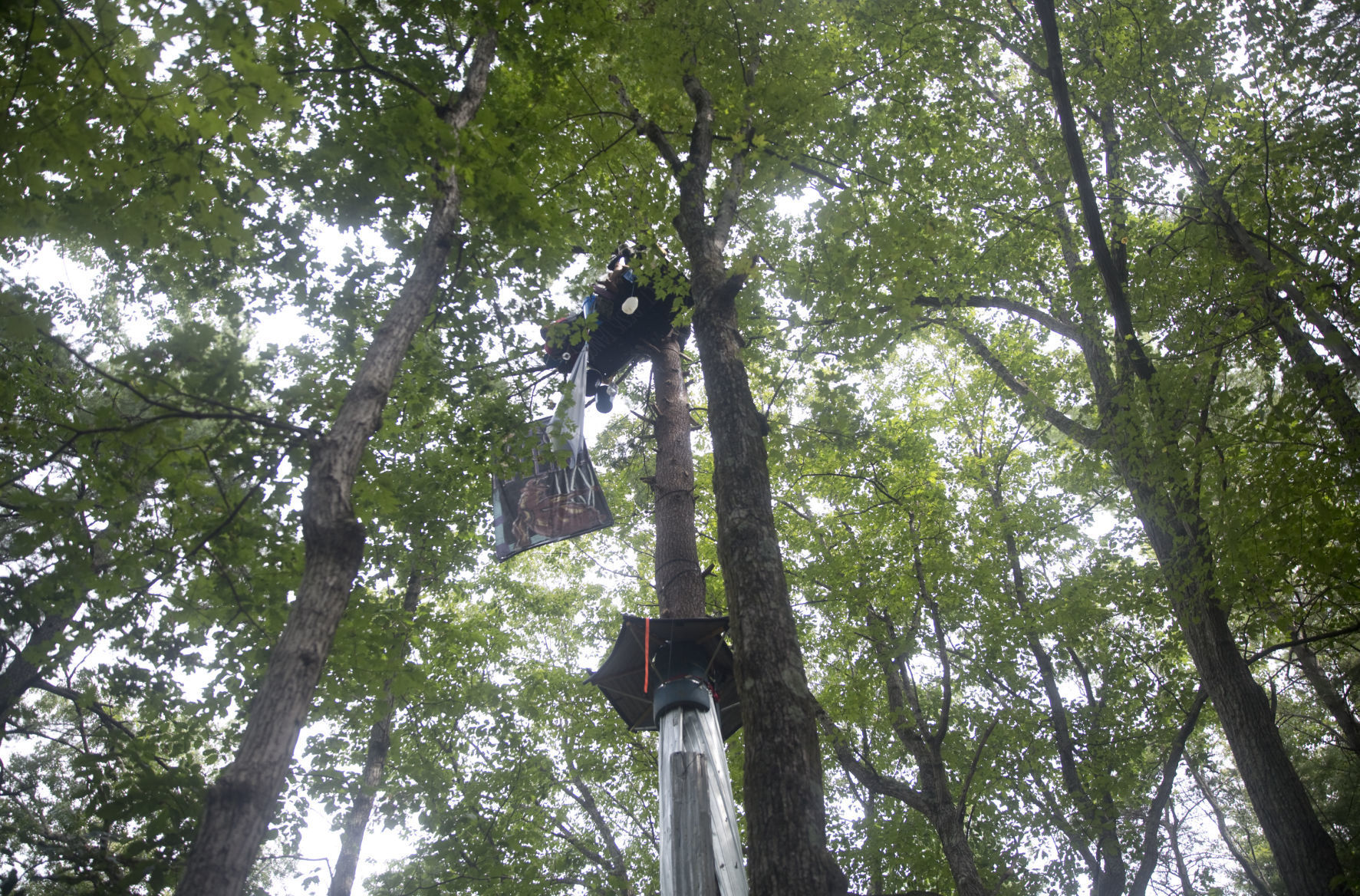 One-year anniversary of tree-sit